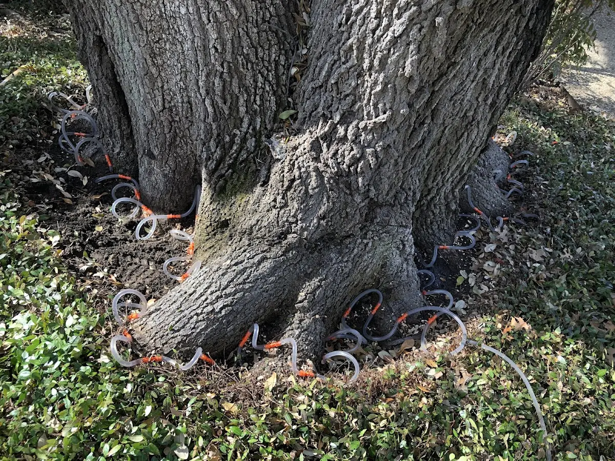 Detailed Tree Cabling and Bracing job site in Rolfe