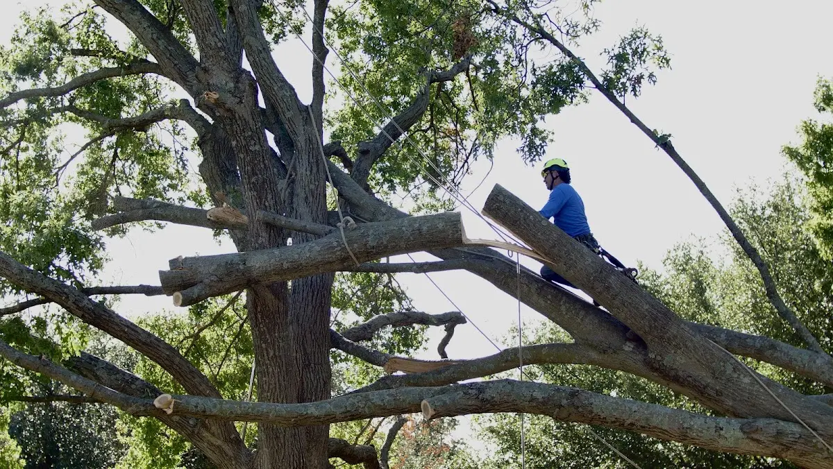 Professional Hazardous Tree Removal performed by certified arborists in Rolfe