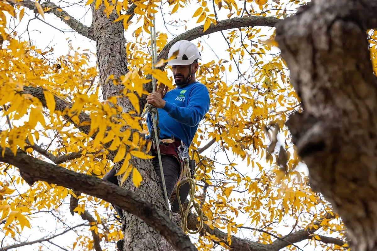 Skilled Dead Tree Removal crew working in Rolfe